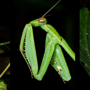 Praying Mantises With Leo Lanna